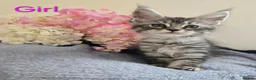 Maine Coon cats for sale: 6 TICA registered Maine Coon kittens. - Advert 4