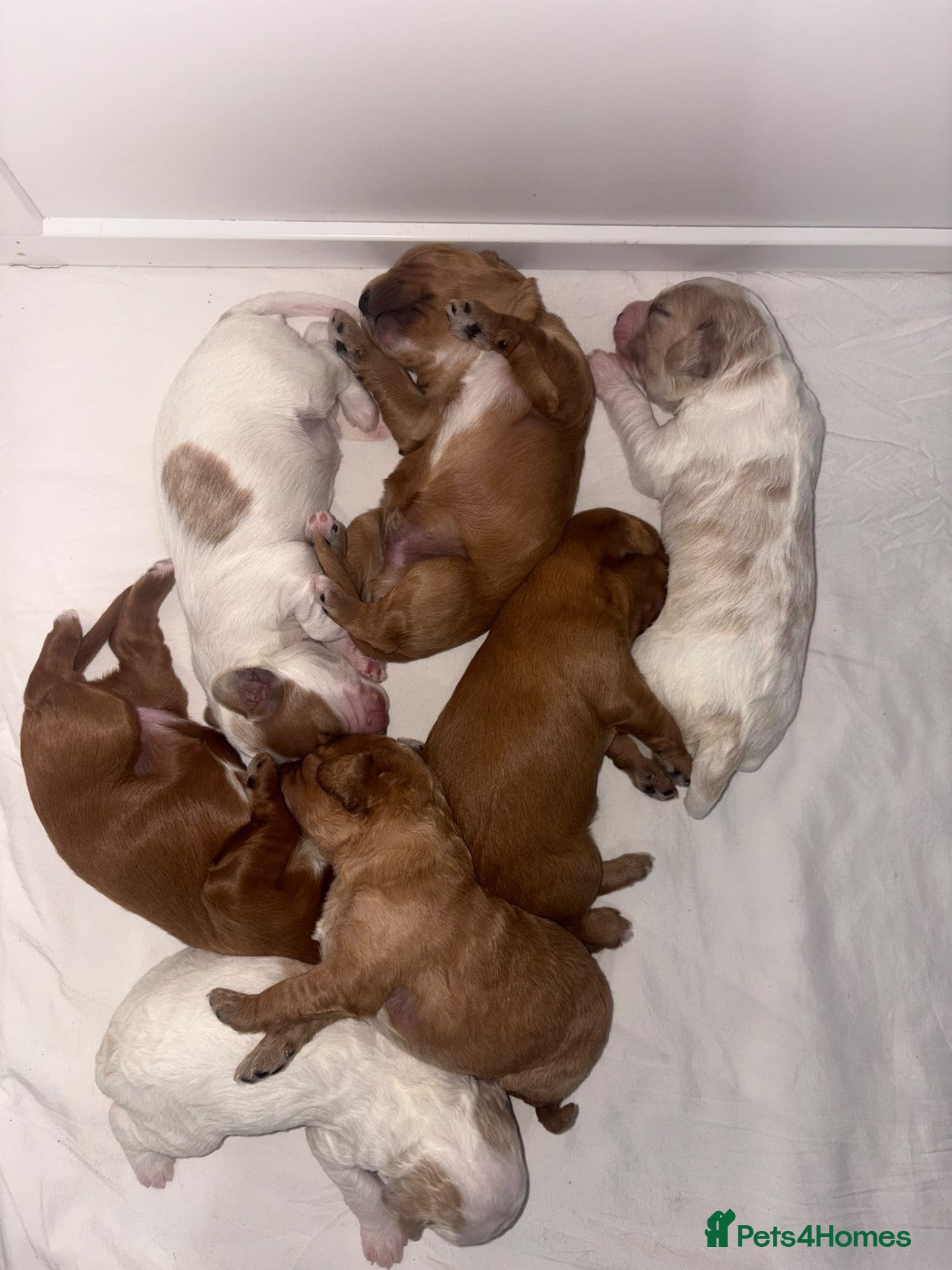 Mixed Breed dogs Beautiful Cavapoochon Puppies - Advert 1