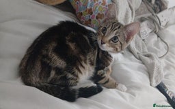 Bengal cats for sale: Bengal cross tabby - Image 1