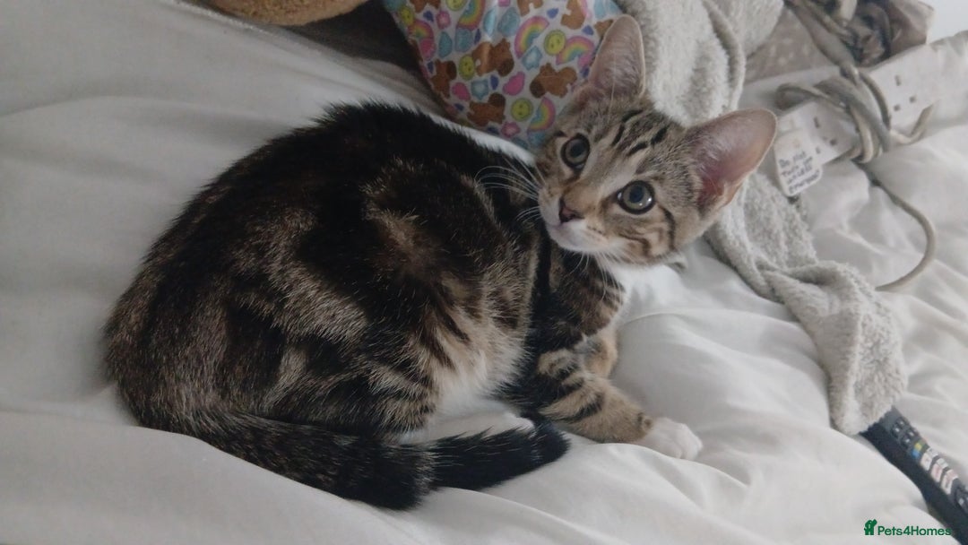 Bengal cats for sale: Bengal cross tabby - Image 1