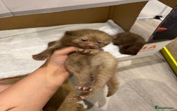 British Shorthair cats for sale: 🤎 British Shorthair Cinnamon Kittens🤎 - Image 4