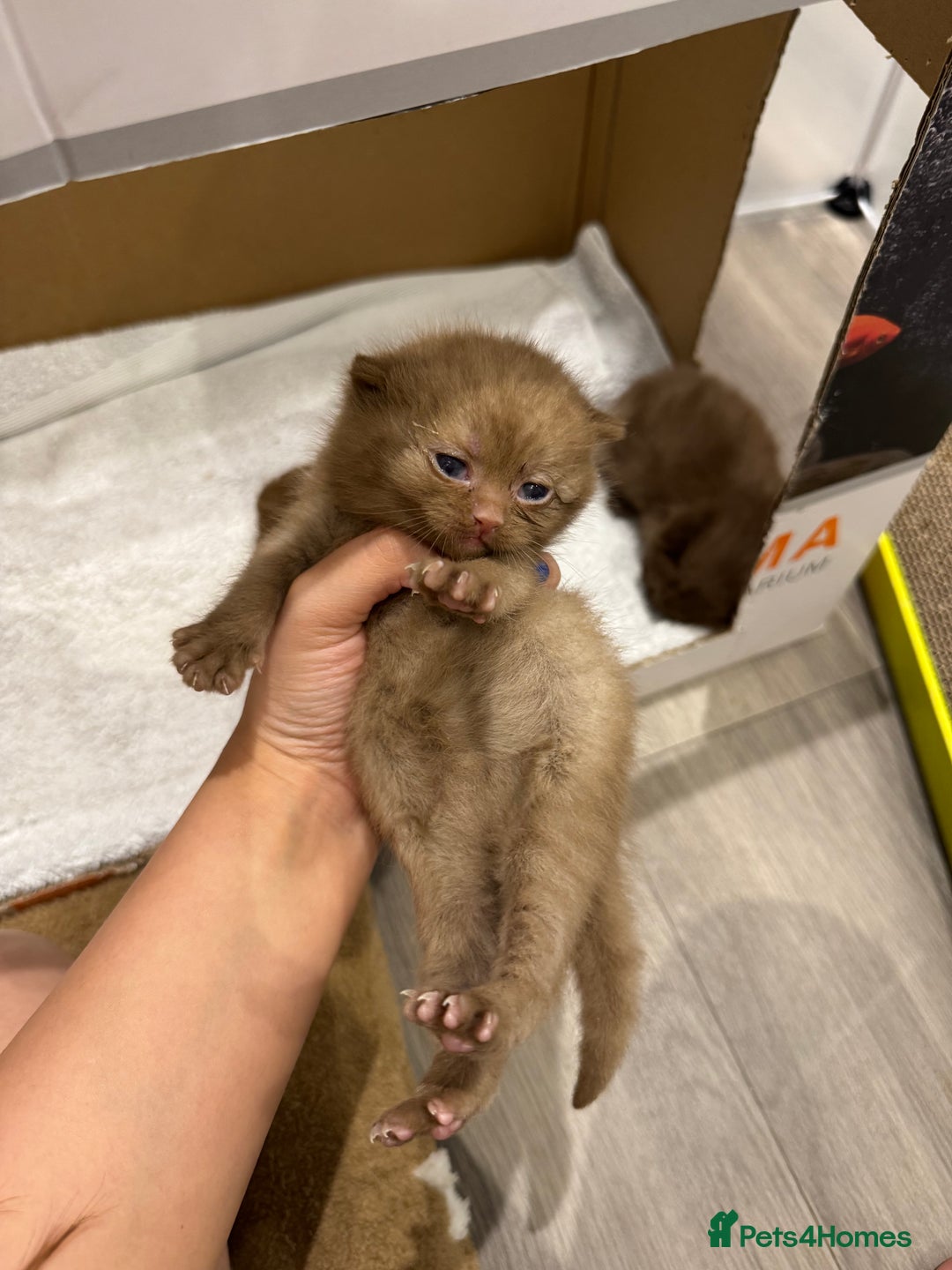 British Shorthair cats for sale: 🤎 British Shorthair Cinnamon Kittens🤎 - Image 4