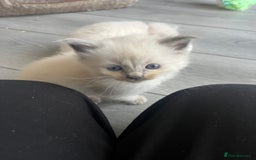 Ragdoll cats for sale: 5 Gorgeous TICA Ragdoll Kittens - Image 12