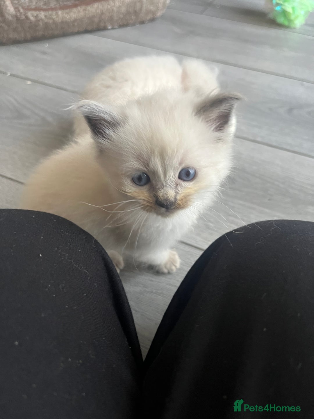 Ragdoll cats for sale: 5 Gorgeous TICA Ragdoll Kittens - Image 12