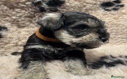 Miniature Schnauzer dogs for sale: Beautiful miniature schnauzers pups - Image 17