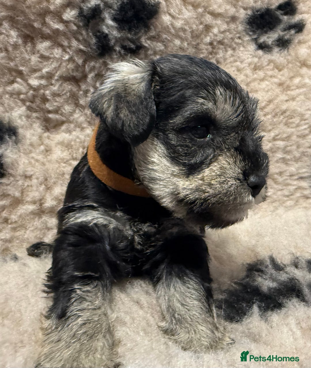 Miniature Schnauzer dogs for sale: Beautiful miniature schnauzers pups - Image 17