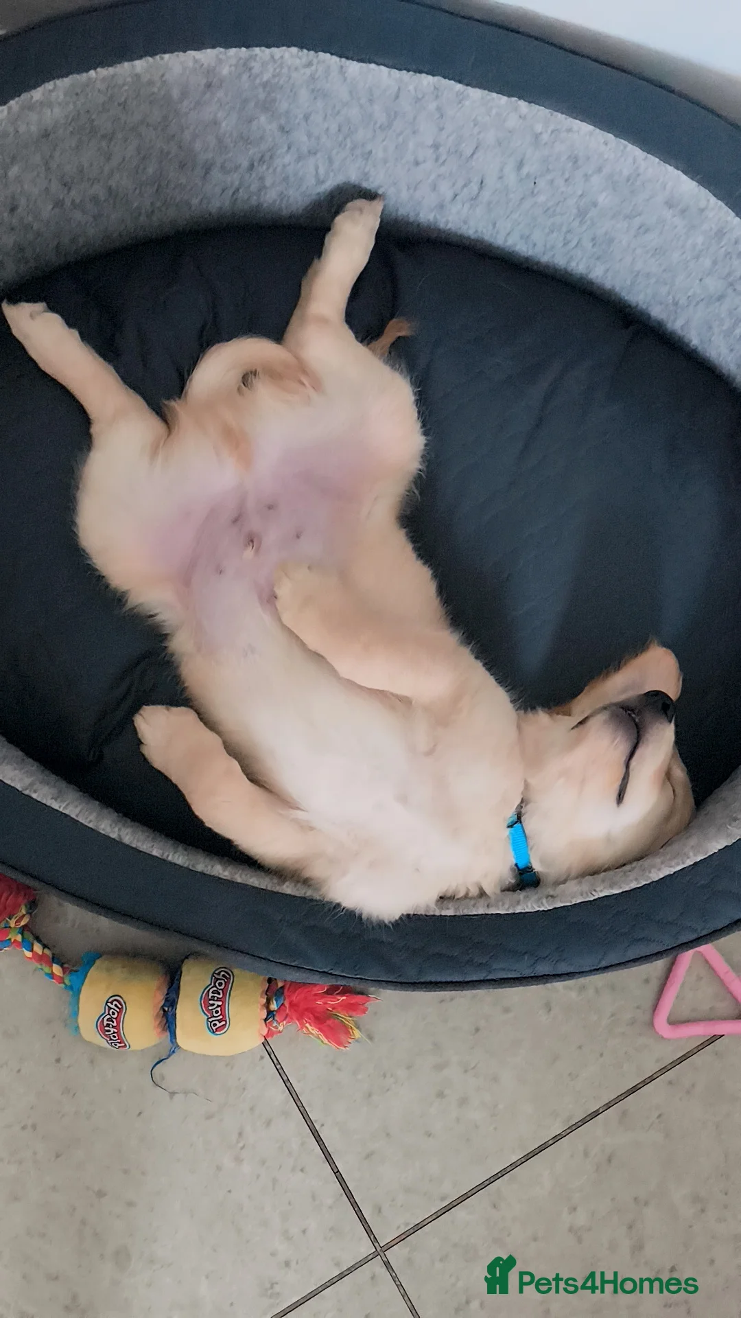 Golden Retriever dogs for sale: 🐶Golden retriever puppy  - Advert 3