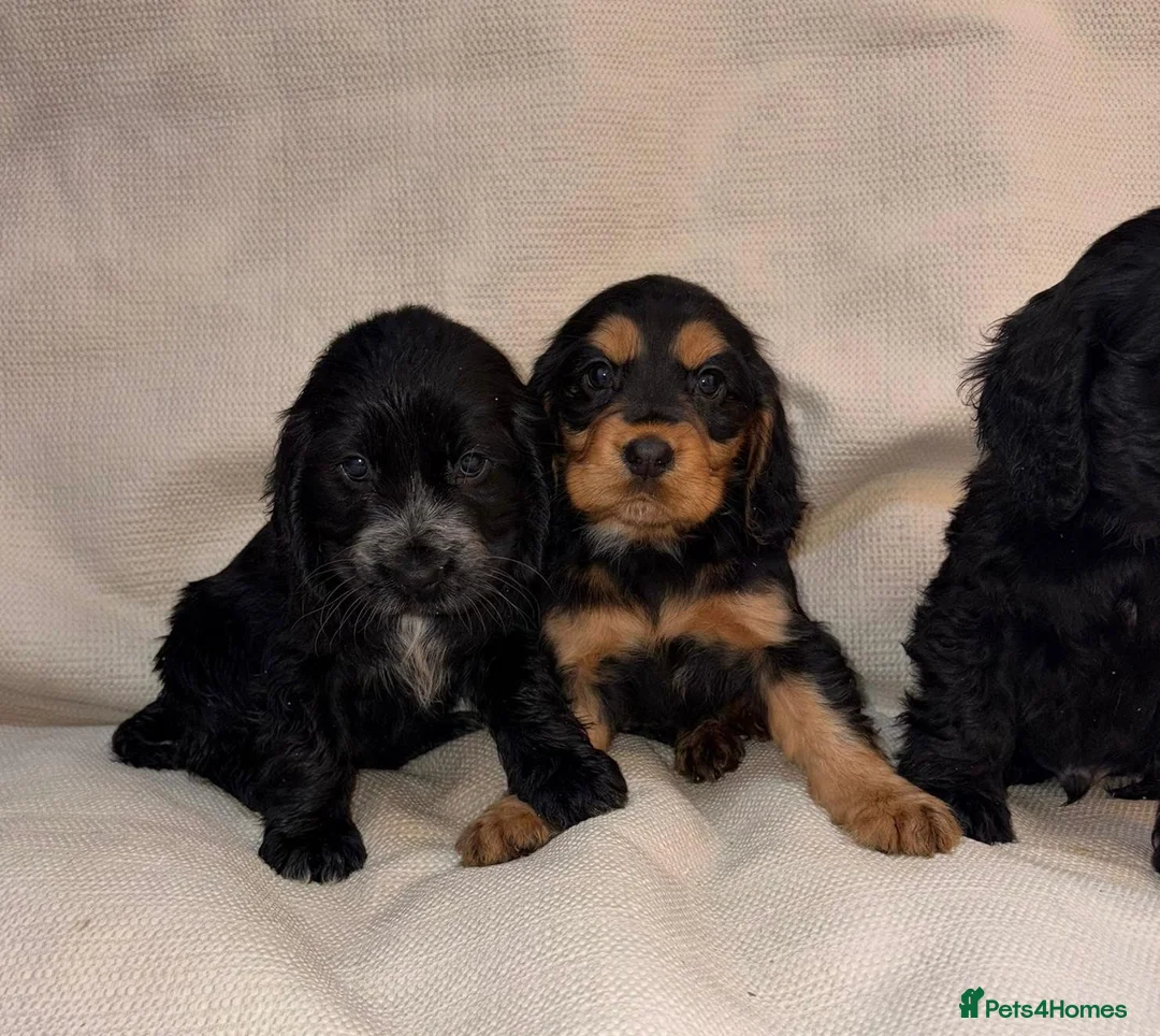 Cocker Spaniel dogs for sale: Cocker Spaniel Puppies - Advert 14