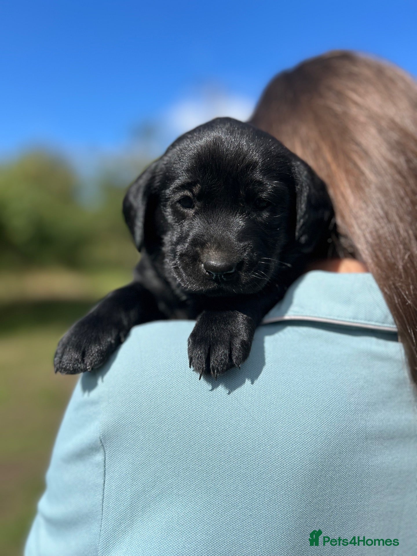 Labrador Retriever dogs Gorgeous Labrador puppies  - Advert 5