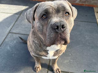 Mixed Breed dogs Dog for stud - Advert 5