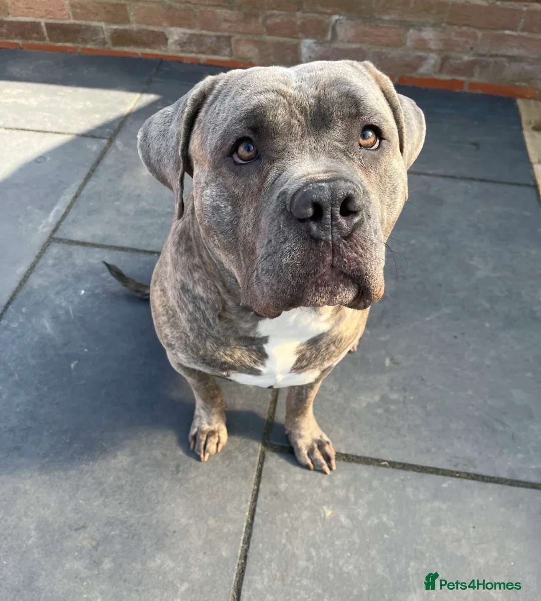 Mixed Breed dogs for stud: Dog for stud - Advert 1