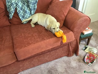 Labrador Retriever dogs Labrador bitch puppy - Advert 5