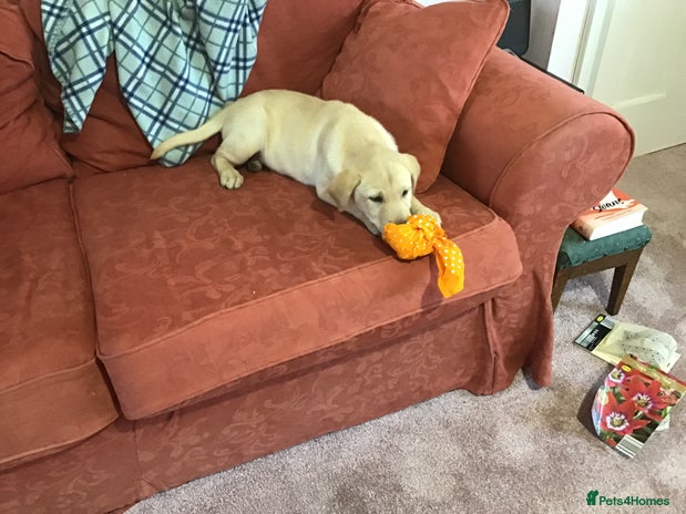 Labrador Retriever dogs Labrador bitch puppy - Advert 1