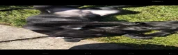 Cane Corso dogs for sale: Cane Corso puppies ready to leave now - Advert 9
