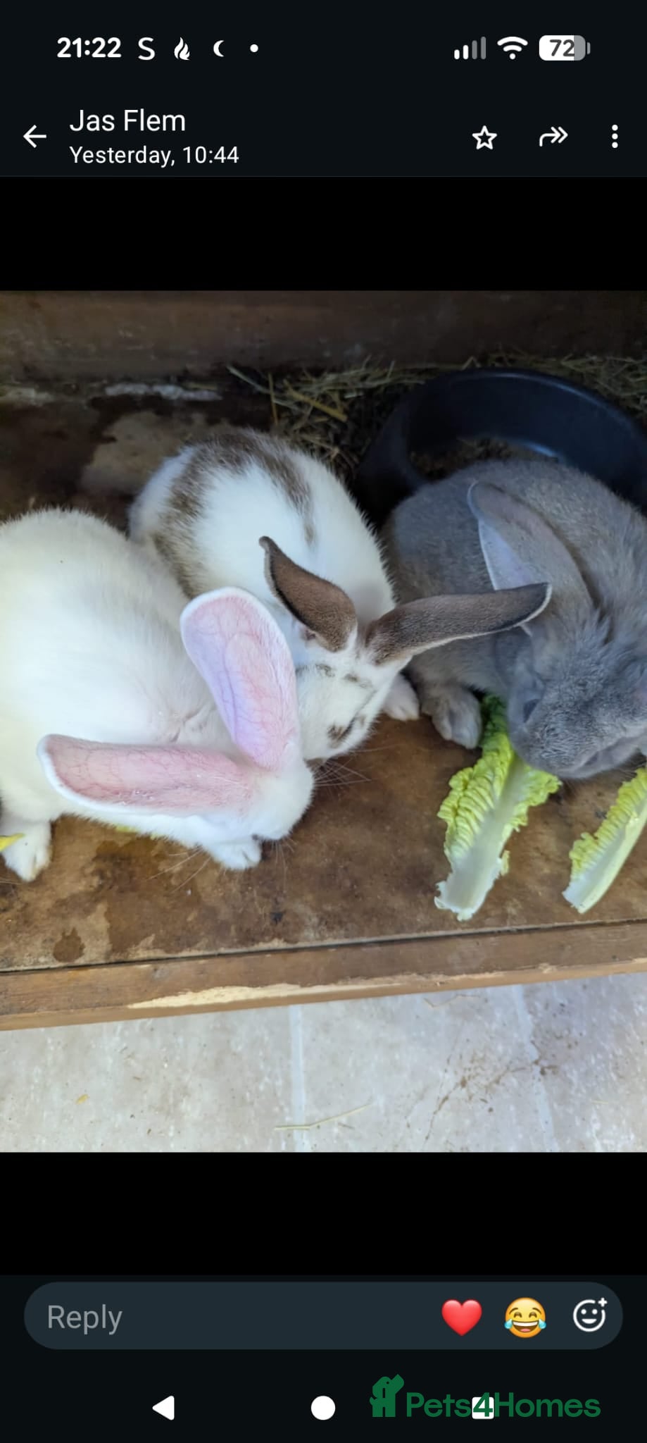 Flemish rabbits Flemish giants  - Advert 1
