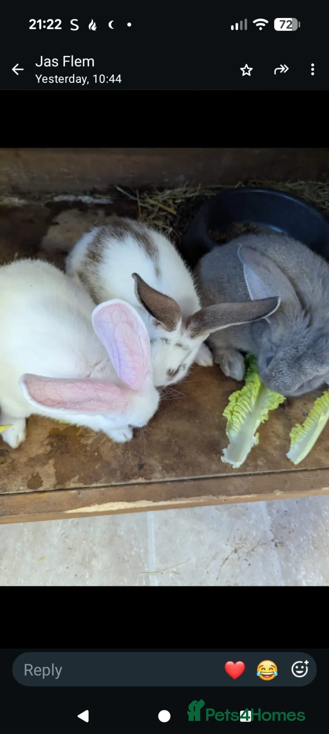 Flemish rabbits for sale: Flemish giants  - Advert 1