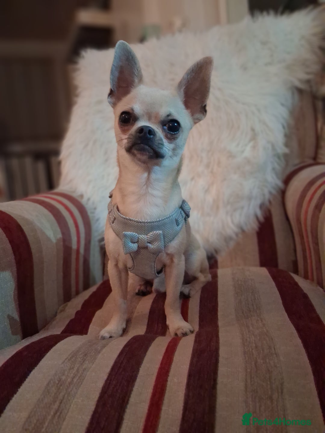 Mixed Breed dogs for sale: Jack russel cross chichuhua puppies Jackawawa - Image 6