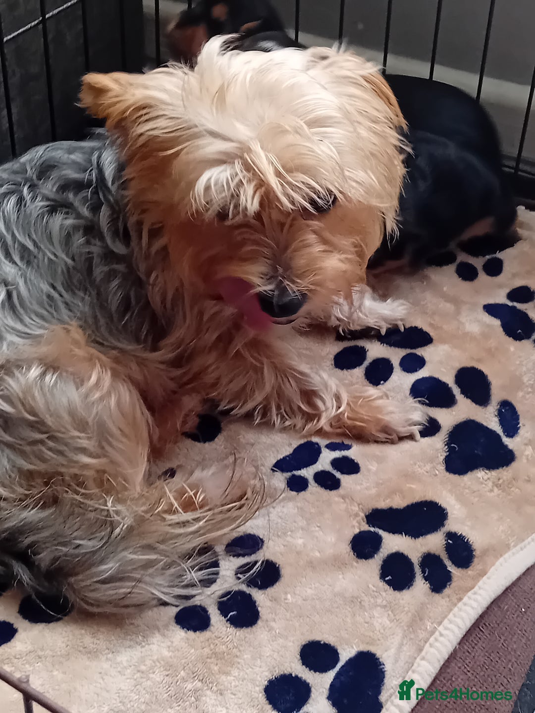 Yorkshire Terrier dogs for sale: Yorkshire Terrier Puppies 2 Boys and 1 Girl - Advert 11