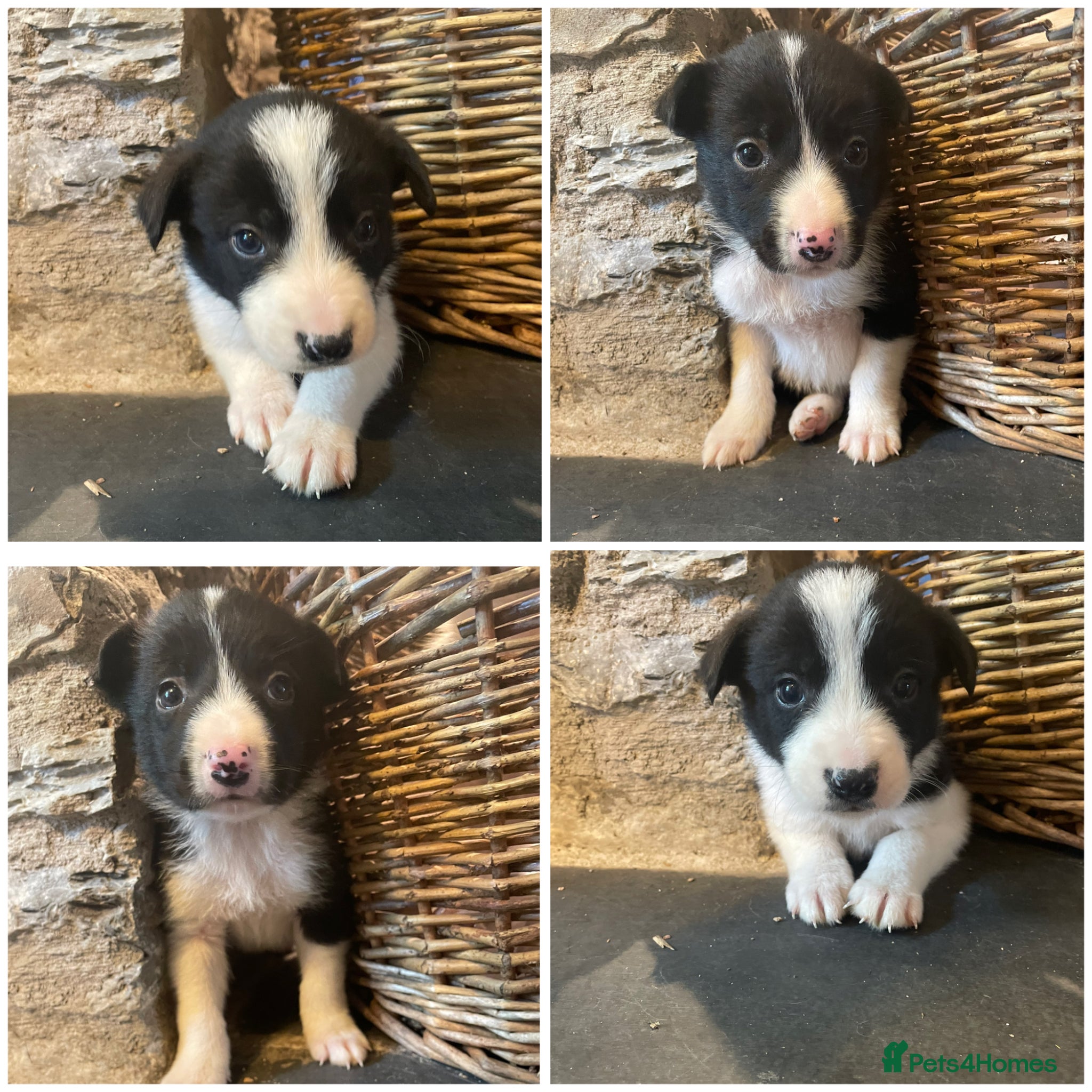Border Collie dogs ☀️Stunning Border Collie Puppies☀️ - Advert 10