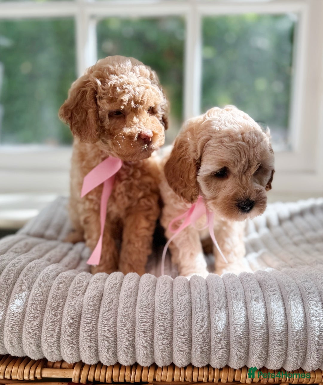 Cavapoo dogs for sale: F1b health tested cavapoo - Image 9