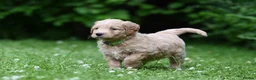 Goldendoodle dogs for sale: Quality Health Tested Goldendoodles - Advert 11