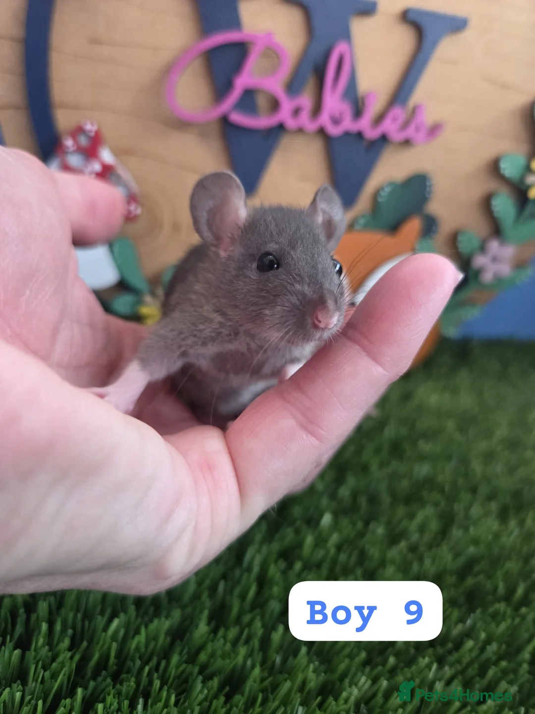 Rat rodents for sale: Dwarf Baby Rats Male Female Girls Boys  - Advert 1