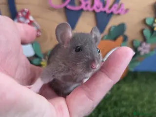 Rat rodents Dwarf Baby Rats Male Female Girls Boys - Advert 1