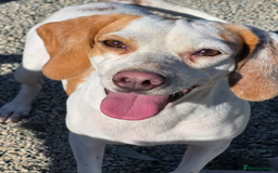 Beagle dogs for adoption: Cindra- young and dog social  - Advert 1