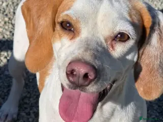 Beagle dogs Cindra- young and dog social - Advert 1