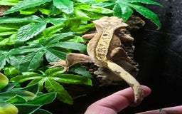 Gecko reptiles for sale: Breeding pair of crested geckos  - Image 8