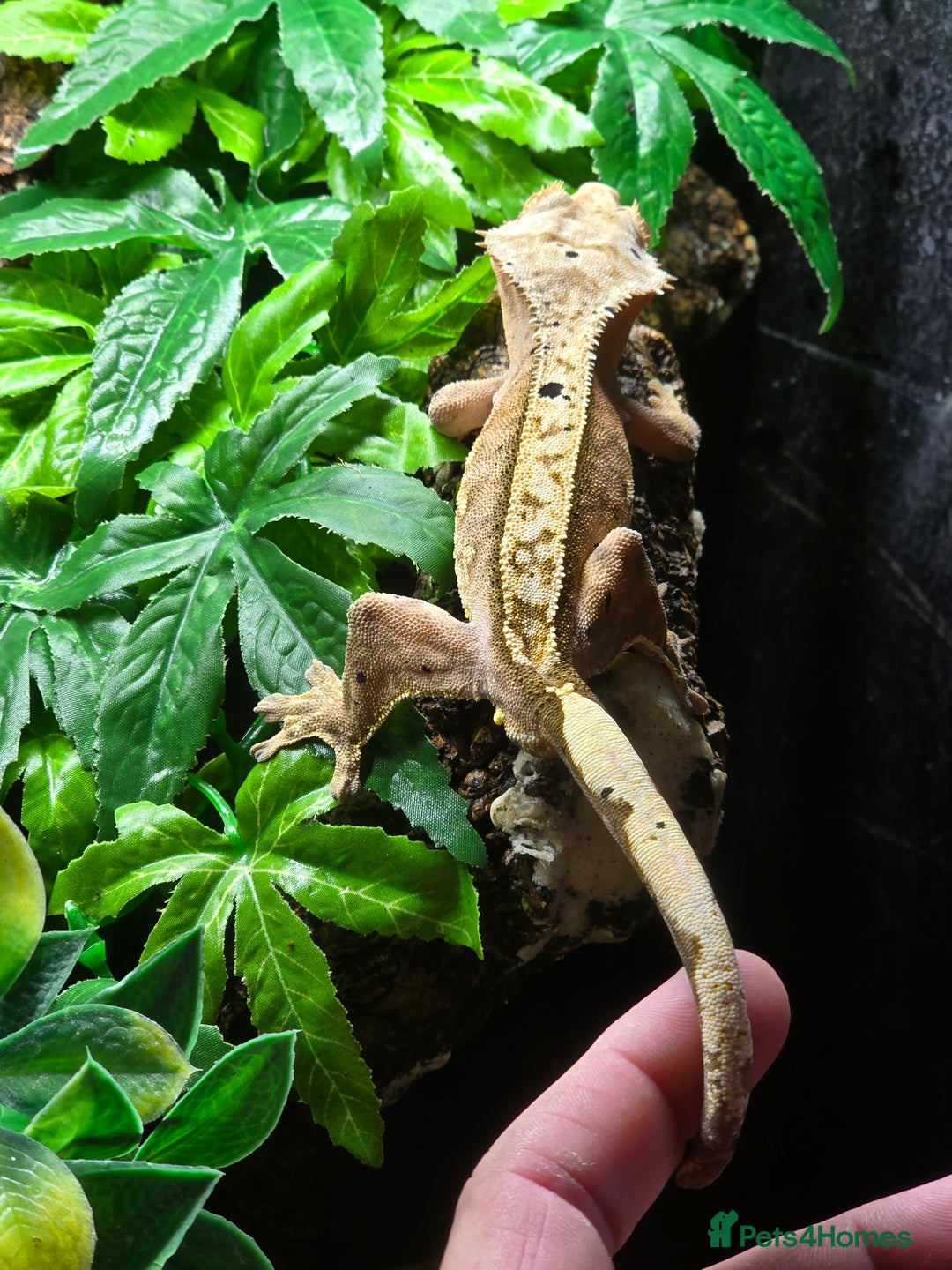 Gecko reptiles for sale: Breeding pair of crested geckos  - Image 8