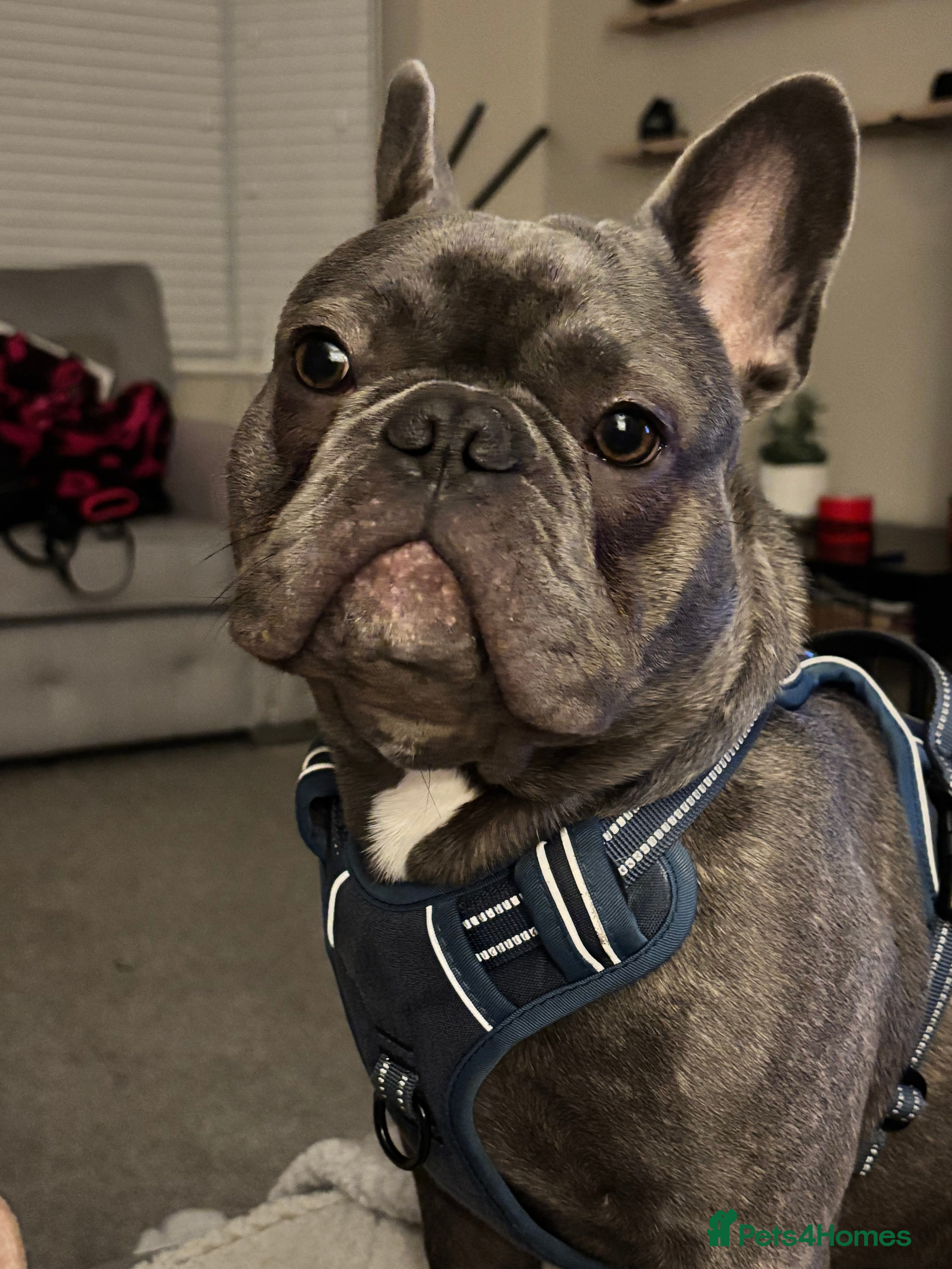 French Bulldog dogs 9 month old French Bulldog  - Advert 1
