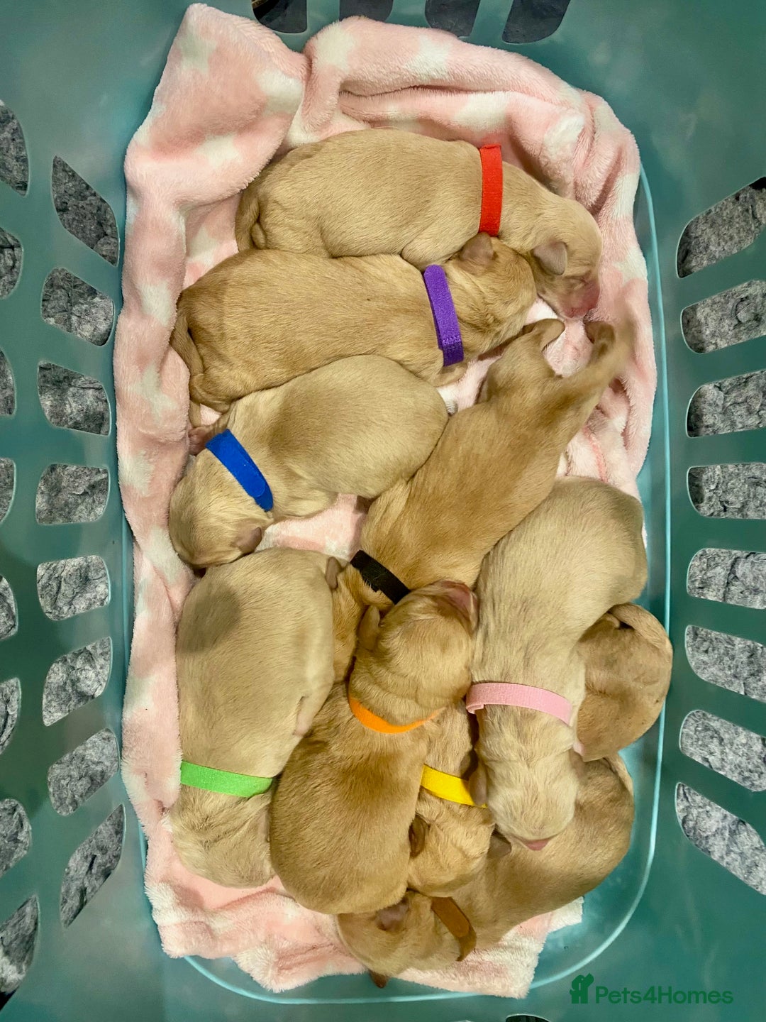 Labradoodle dogs for sale: 1st generation standard size labradoodles - Advert 4