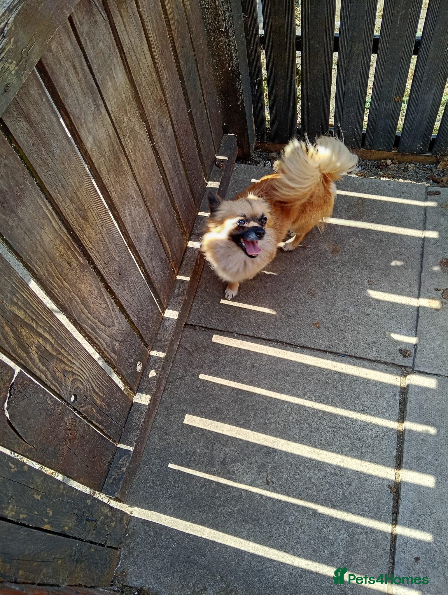 Chorkie dogs Tiny little boy for sale - Advert 2