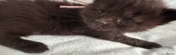 Maine Coon cats for sale: Tica registered Adorable Mainecoon Kittens - Advert 16