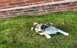 Border Collie dogs for sale: Blue/Red Merle Border Collie Puppies - Advert 3