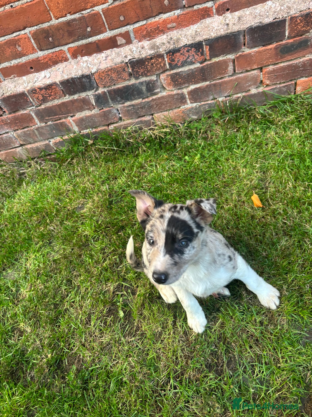 Border Collie dogs for sale: Blue/Red Merle Border Collie Puppies - Advert 3