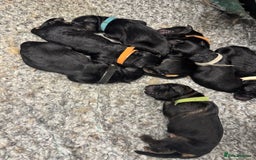 German Shepherd dogs for sale: GERMAN SHEPHERD LONG COATED PUPPIES - Image 19