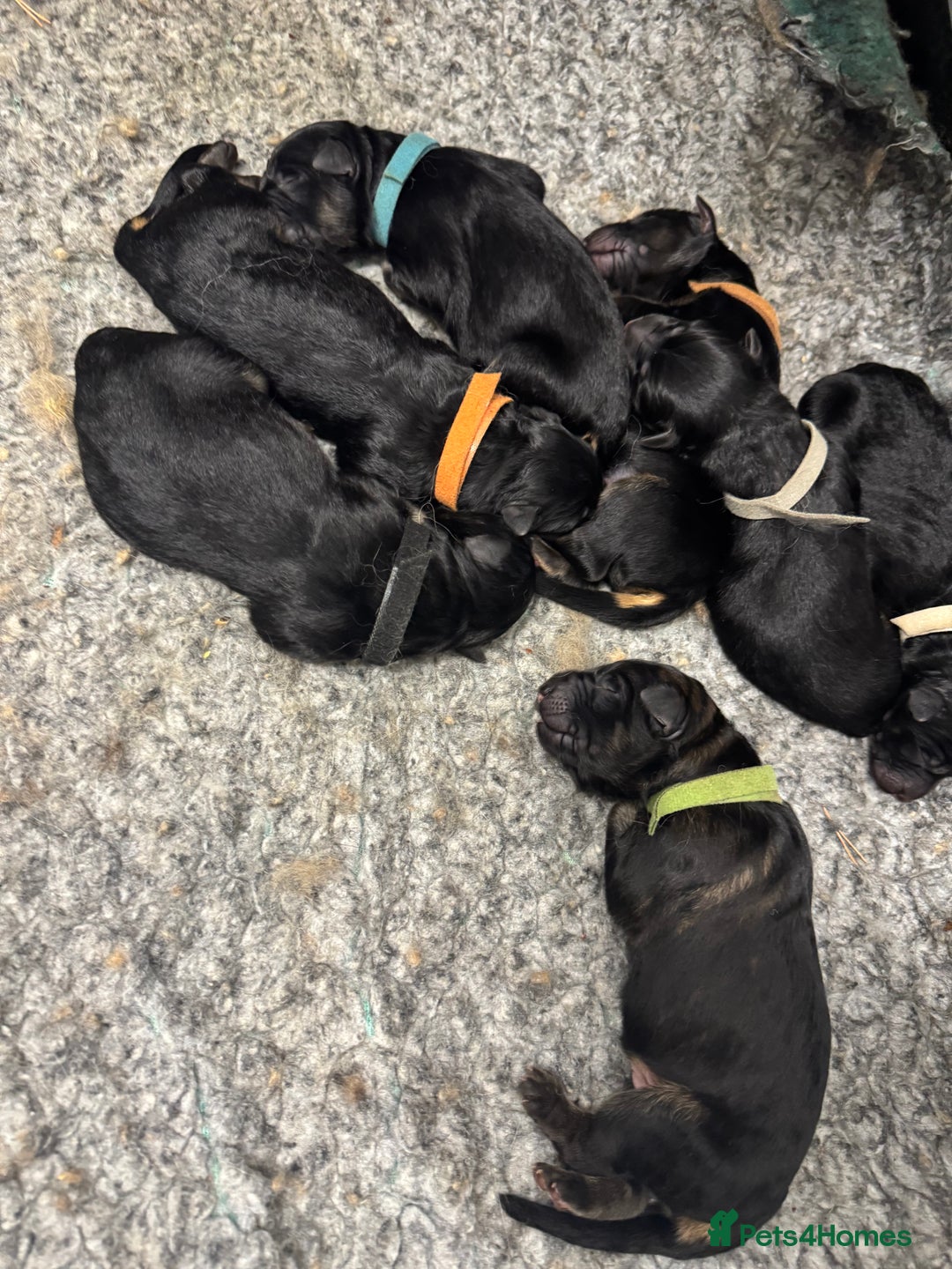 German Shepherd dogs for sale: GERMAN SHEPHERD LONG COATED PUPPIES - Image 19