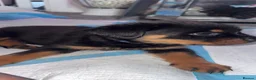 Rottweiler dogs for sale: Rottweilers puppy’s  - Advert 22