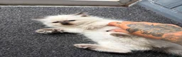 Ragdoll cats for sale: Amazing pure ragdolls  - Advert 7