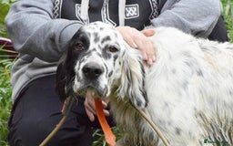 English Setter dogs for adoption: Guay  - Image 3