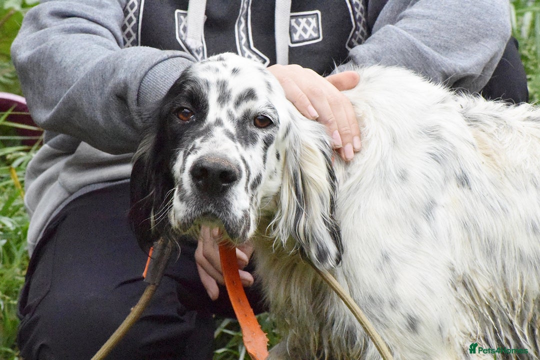 English Setter dogs for adoption: Guay  - Image 3