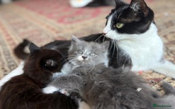 British Shorthair cats for sale: Litter of kittens for sale - Image 1