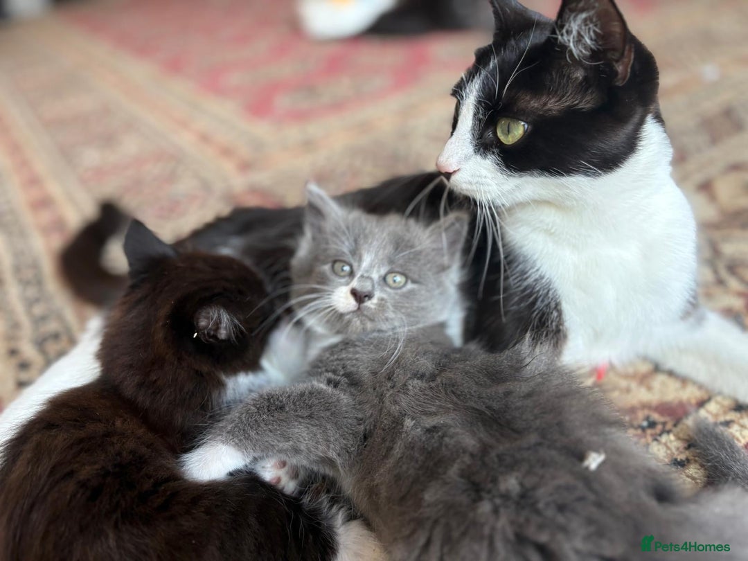 British Shorthair cats for sale: Litter of kittens for sale - Image 1