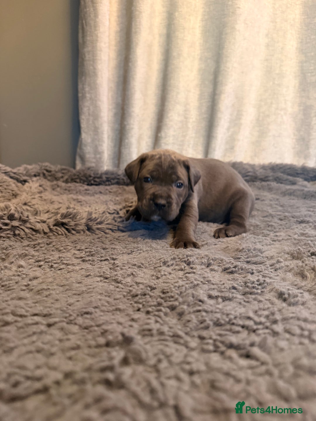 Cane Corso dogs for sale: Exceptional, Champion Bloodline Cane Corso Puppies - Advert 18
