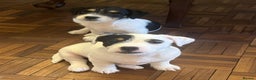 Jack Russell dogs for sale: Patchy 8 week old male broken coat terrier  - Advert 7