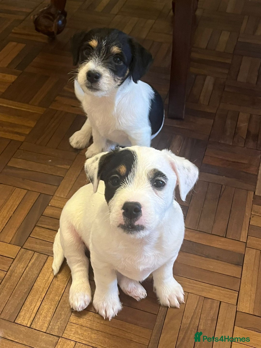 Jack Russell dogs for sale: Patchy 8 week old male broken coat terrier  - Advert 7