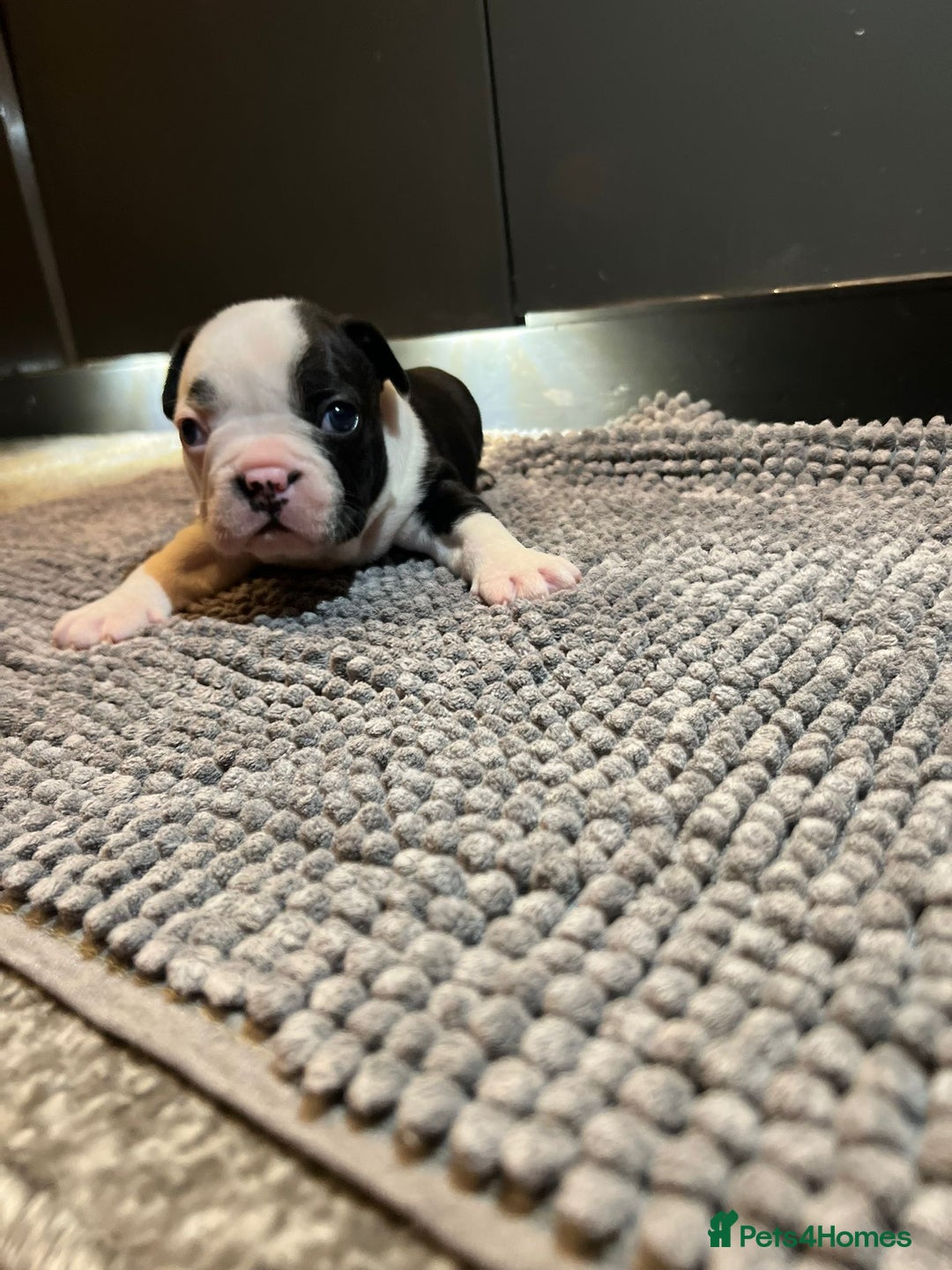 French Bulldog dogs for sale: ♥️Litter of 6 French Bulldog Puppies♥️ - Advert 17