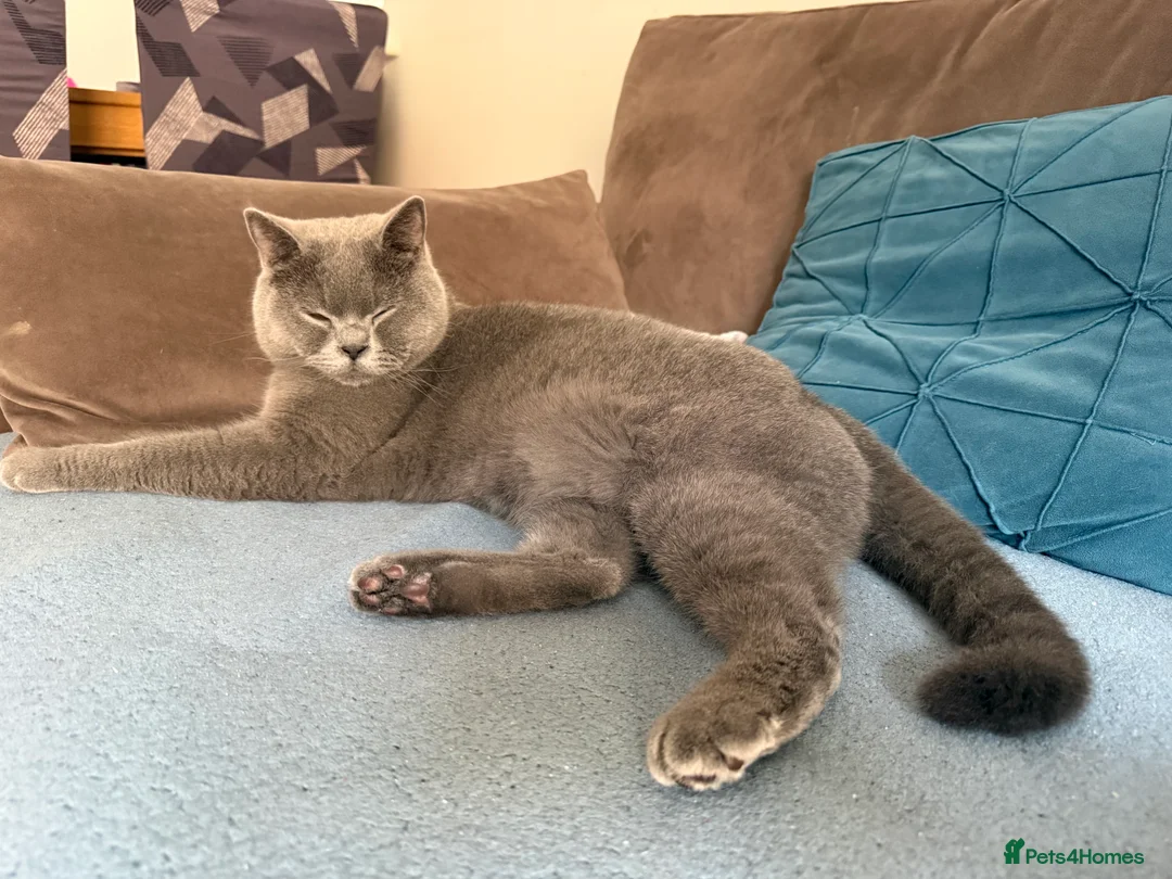 Brazilian Shorthair cats for sale: 2 BSH - Advert 3